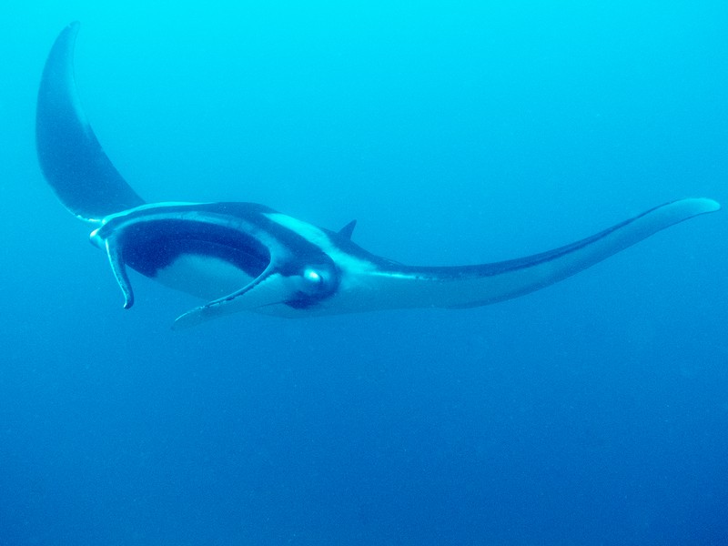 IMG_0365 (OiVietNam-3N)