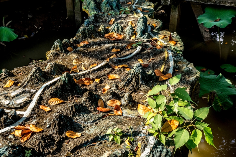 oi-vietnam-december2016_coconut-monk_dsc0307_nt
