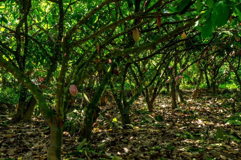 Oi Vietnam-April2017_Cacao_DSC6686_NT
